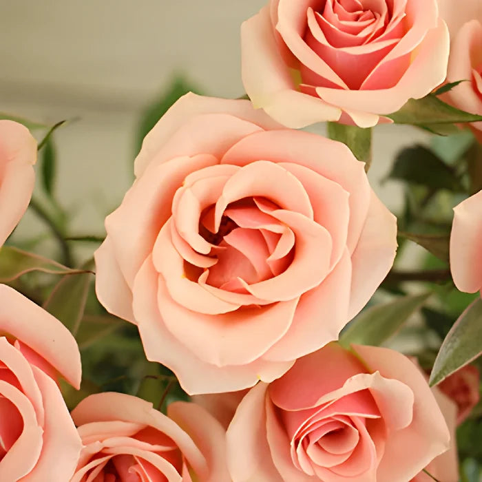 Ilse pale pink Roses up close