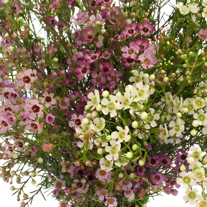 Assorted Bulk Wax Flowers