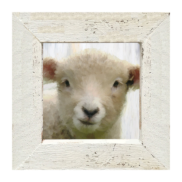 Baby Lamb - Framed art