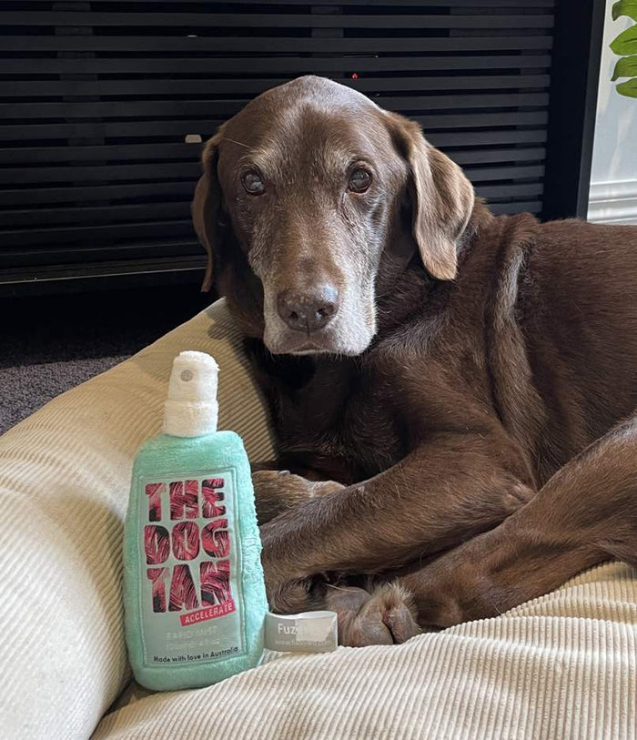 The Dog Tan Squeaker