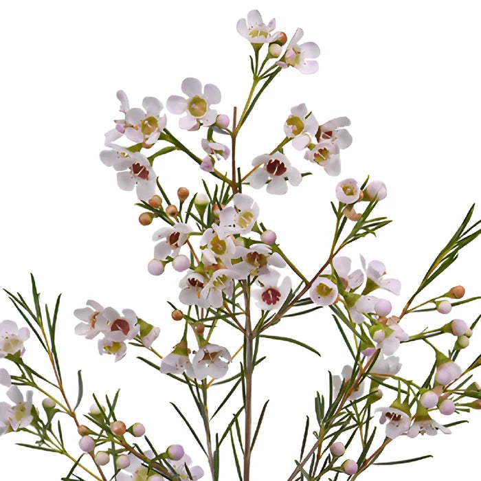 White Wax Flowers