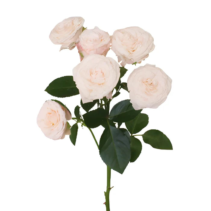 Wispy Pink Bulk Spray Rose